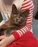 Красивая пушистая кошечка-подросток Санкт-Петербург