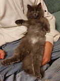 Красивая пушистая кошечка-подросток Санкт-Петербург