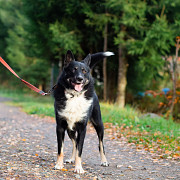 Роскошный молодой пёс Санкт-Петербург