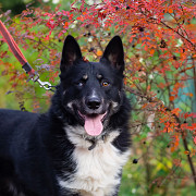 Роскошный молодой пёс Санкт-Петербург