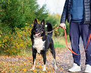 Роскошный молодой пёс Санкт-Петербург