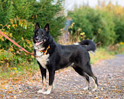 Роскошный молодой пёс Санкт-Петербург