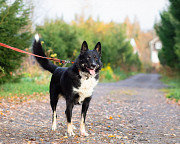 Роскошный молодой пёс Санкт-Петербург