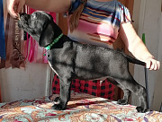 Продам щенков кане - корсо доставка из г.Старый Оскол