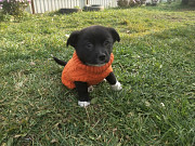 Две маленькие кнопки ищут дом доставка из г.Санкт-Петербург