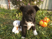 Две маленькие кнопки ищут дом доставка из г.Санкт-Петербург