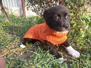 Две маленькие кнопки ищут дом доставка из г.Санкт-Петербург