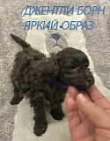 Питомник той и миниатюрных пуделей Джентли Борн доставка из г.Москва