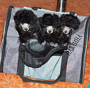 Питомник той и миниатюрных пуделей Джентли Борн доставка из г.Москва