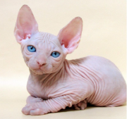 Котята сфинкс, цветная гетерохромия Курск
