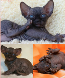 Котята сфинкс, цветная гетерохромия Курск