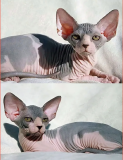 Котята сфинкс, цветная гетерохромия Курск