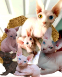 Котята сфинкс, цветная гетерохромия Курск