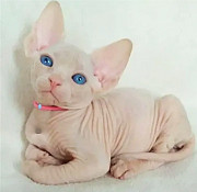 Котята сфинкс, цветная гетерохромия Курск