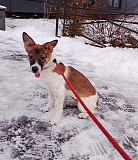 Маленькая и ласковая собачка, диванный вариант Санкт-Петербург