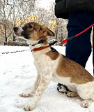 Маленькая и ласковая собачка, диванный вариант Санкт-Петербург