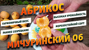 Косточки Абрикоса Мичуринский 06. Морозостойкий, для Средней полосы Нижний Новгород
