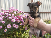 Щеночек от мелкой собачки ищет дом Санкт-Петербург