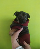 Щеночек от мелкой собачки ищет дом Санкт-Петербург