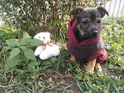 Щеночек от мелкой собачки ищет дом Санкт-Петербург