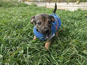 Щеночек от мелкой собачки ищет дом Санкт-Петербург