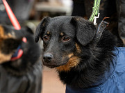 Милая собака небольшого размера Санкт-Петербург