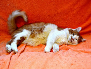 Харизматичный чеширский кот ищет дом Санкт-Петербург