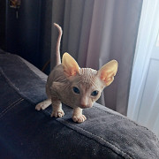 Котята донского сфинкса Омск