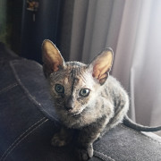 Котята донского сфинкса Омск