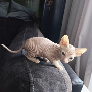 Котята донского сфинкса Омск