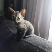 Котята донского сфинкса Омск