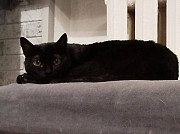 Черничка ищет дом Москва