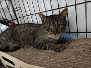 Честер ищет дом Москва