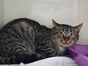 Честер ищет дом Москва