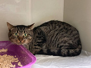 Честер ищет дом Москва