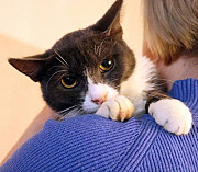 Дымок и Анечка ищут дом Москва