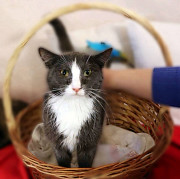 Дымок и Анечка ищут дом Москва