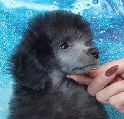 Той пуделя щенок серебристый мальчик ДЖЕНТЛИ БОРН ИЛЬМИР доставка из г.Москва