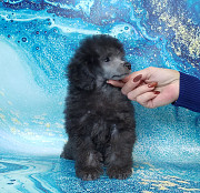 Той пуделя щенок серебристый мальчик ДЖЕНТЛИ БОРН ИЛЬМИР доставка из г.Москва