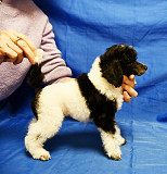 Щенок той пудель арлекин Джентли Борн Пиккер доставка из г.Москва