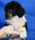 Щенок той пудель арлекин Джентли Борн Пиккер доставка из г.Москва