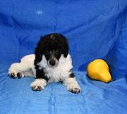 Щенок той пудель арлекин Джентли Борн Пиккер доставка из г.Москва