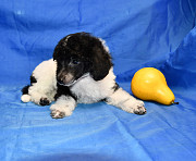 Щенок той пудель арлекин Джентли Борн Пиккер доставка из г.Москва