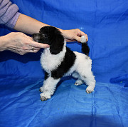 Щенок той пудель арлекин Джентли Борн Пиккер доставка из г.Москва