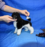 Пуделя щенок той арлекин мальчик ДЖЕНТЛИ БОРН ПЕРЧИ доставка из г.Москва