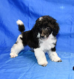 Пуделя щенок той арлекин мальчик ДЖЕНТЛИ БОРН ПЕРЧИ доставка из г.Москва