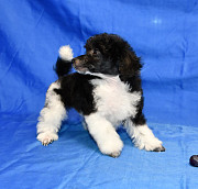 Пуделя щенок той арлекин мальчик ДЖЕНТЛИ БОРН ПЕРЧИ доставка из г.Москва