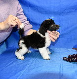 Пуделя щенок той арлекин мальчик ДЖЕНТЛИ БОРН ПЕРЧИ доставка из г.Москва