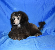 Щенок пуделя миниатюрный мальчик серый Джентли Борн Рондо доставка из г.Москва