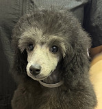 Щенок пуделя миниатюрный мальчик серый Джентли Борн Рикки доставка из г.Москва